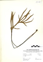 藏品(槭葉石葦)的圖片